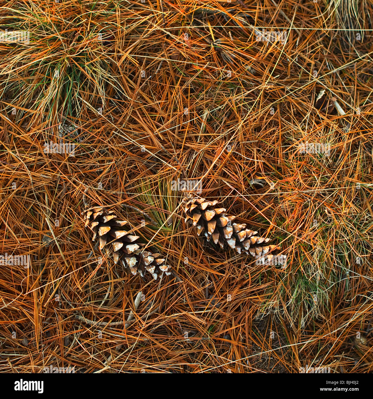 Coni del pino Foto Stock