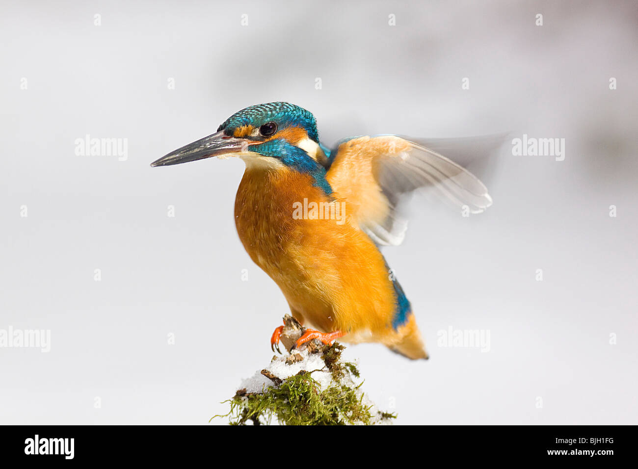 Common Kingfisher - atterraggio su un ramo / Alcedo atthis Foto Stock