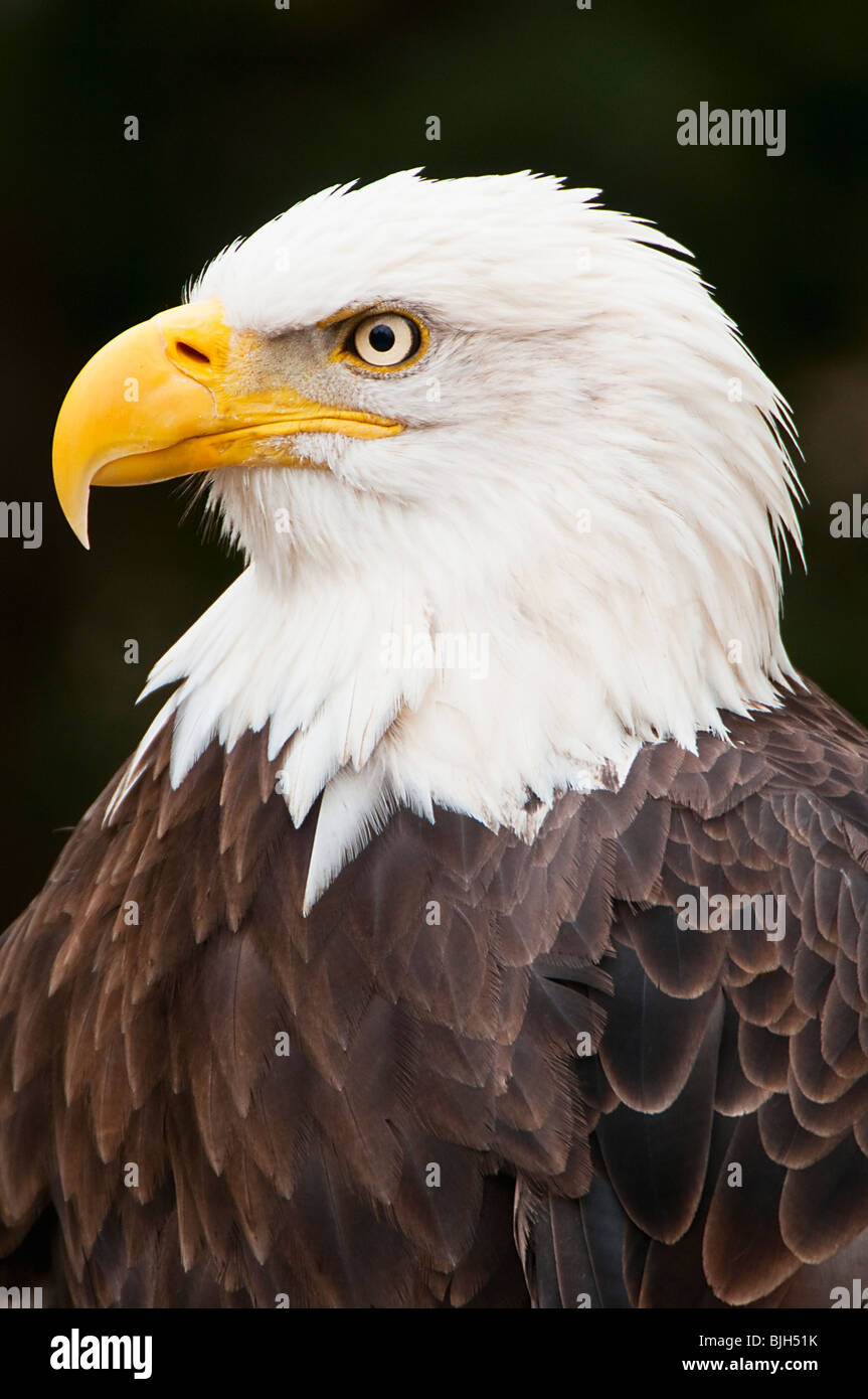 Aquila calva Foto Stock
