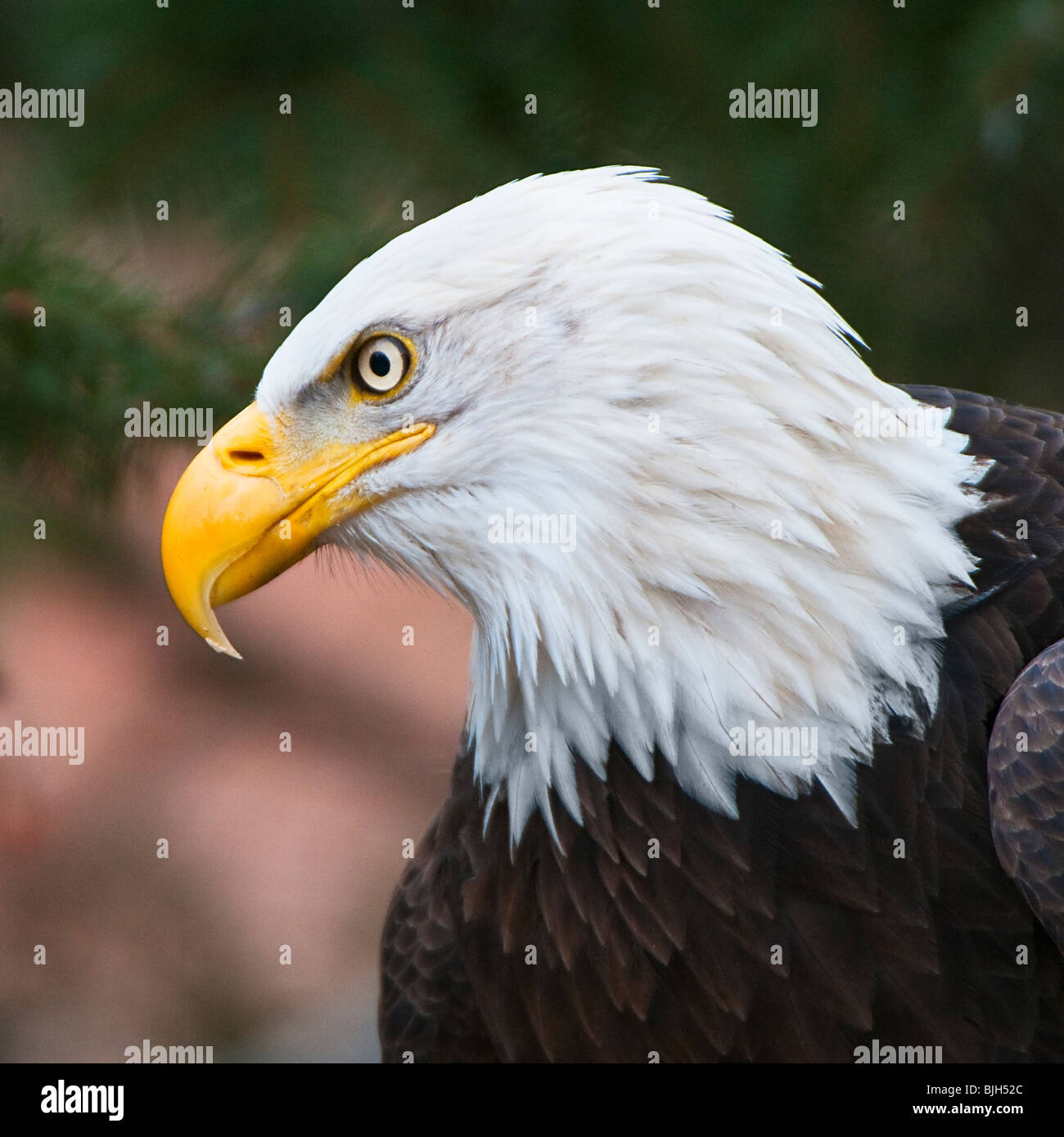 Aquila calva Foto Stock