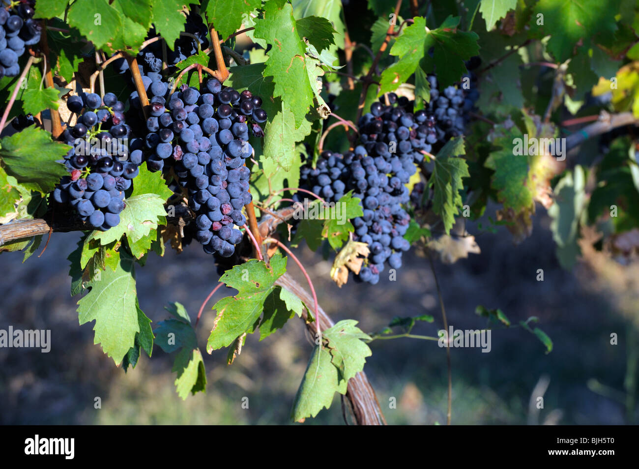 Montepulciano, Toscana, Italia. Le uve di Sangiovese in vigneto locale per il famoso Vino Nobile di Montepulciano e vino Chianti Foto Stock