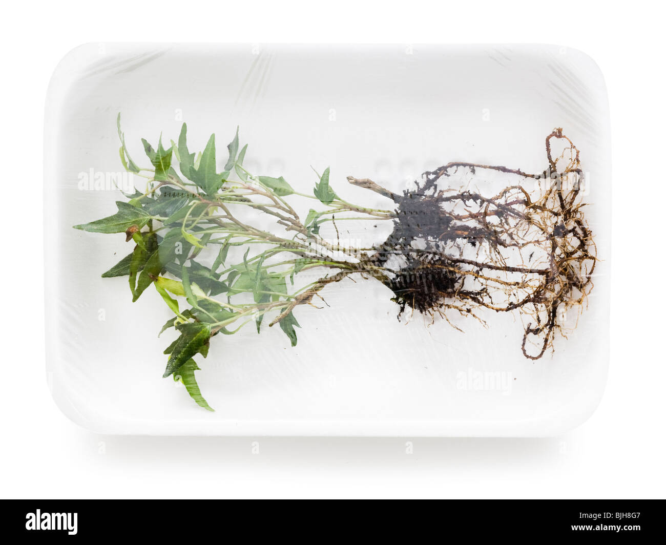 Piante sradicate nel supermercato il confezionamento Foto Stock
