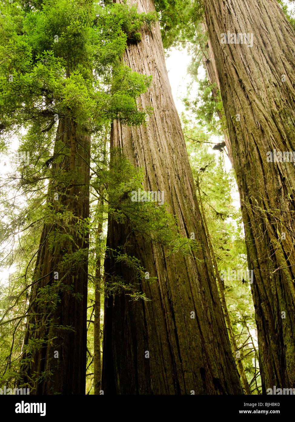 sequoie giganti redwoods Foto Stock