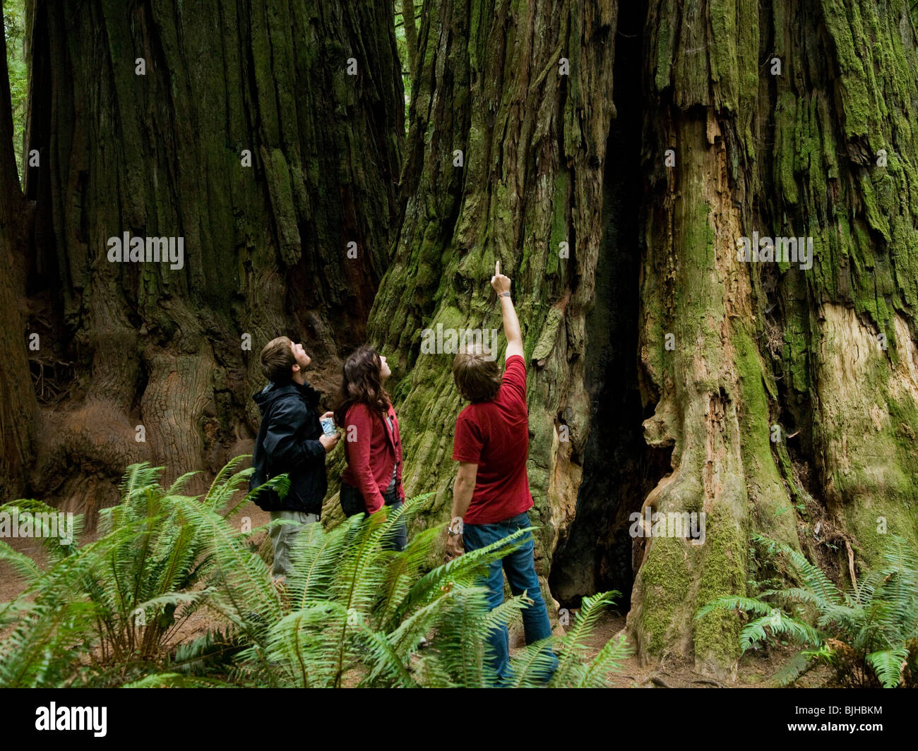 Tre persone che guardano in alto a un gigante di Redwood Foto Stock