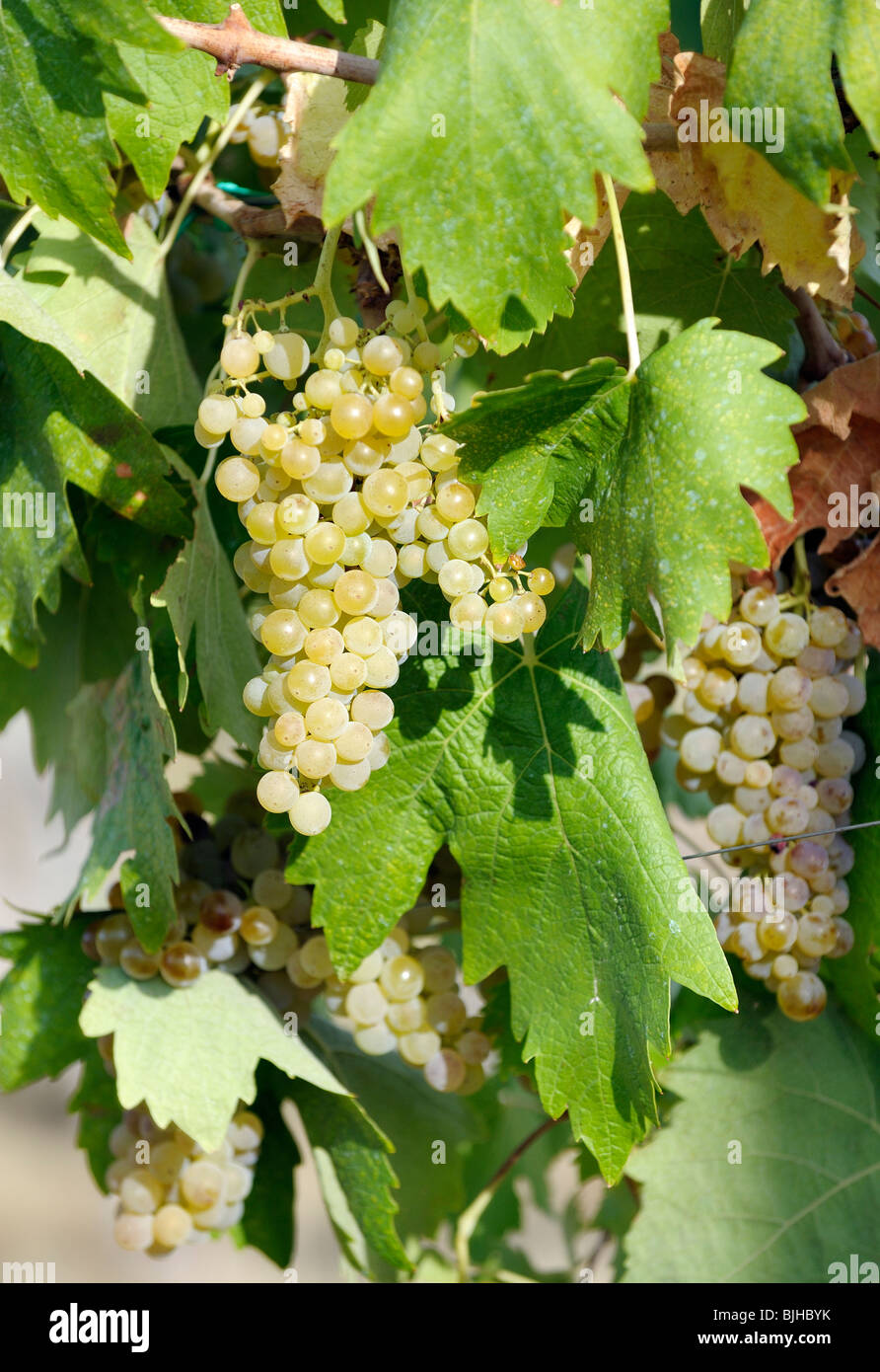 San Gimignano, Toscana, Italia. I cluster di vitigno tipico locale vino bianco Vernaccia Foto Stock