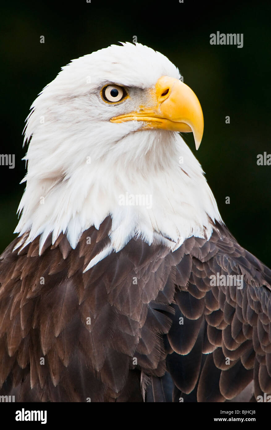 Aquila calva Foto Stock