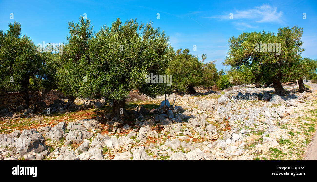 Lunjski Maslinici, oliveti di Lun - isola di Pag , Croazia Foto Stock