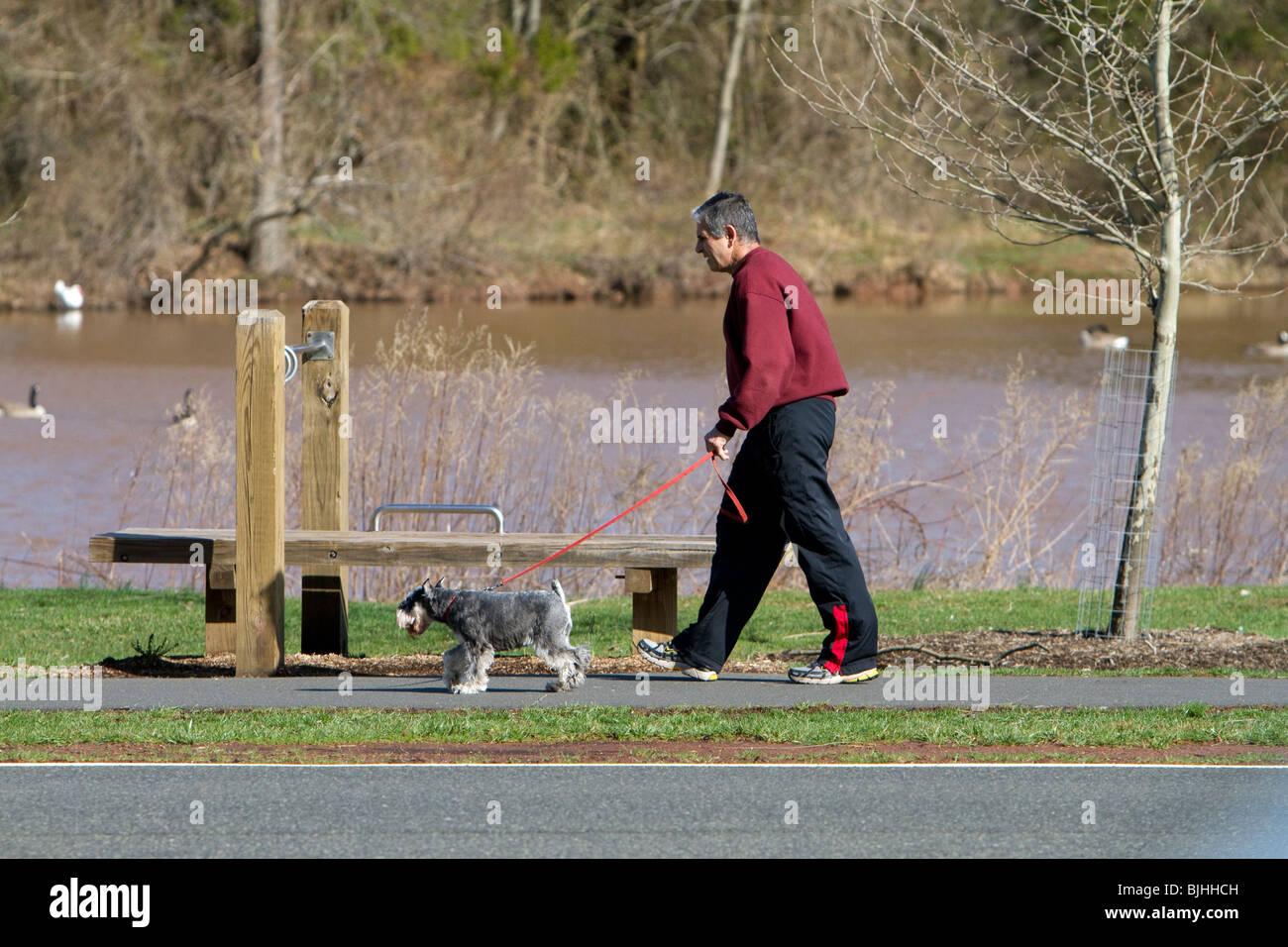 Un anziano uomo in pantaloni della tuta e felpa a piedi il suo pet schnauzer nel parco accanto a una postazione ginnica e un lago. Foto Stock