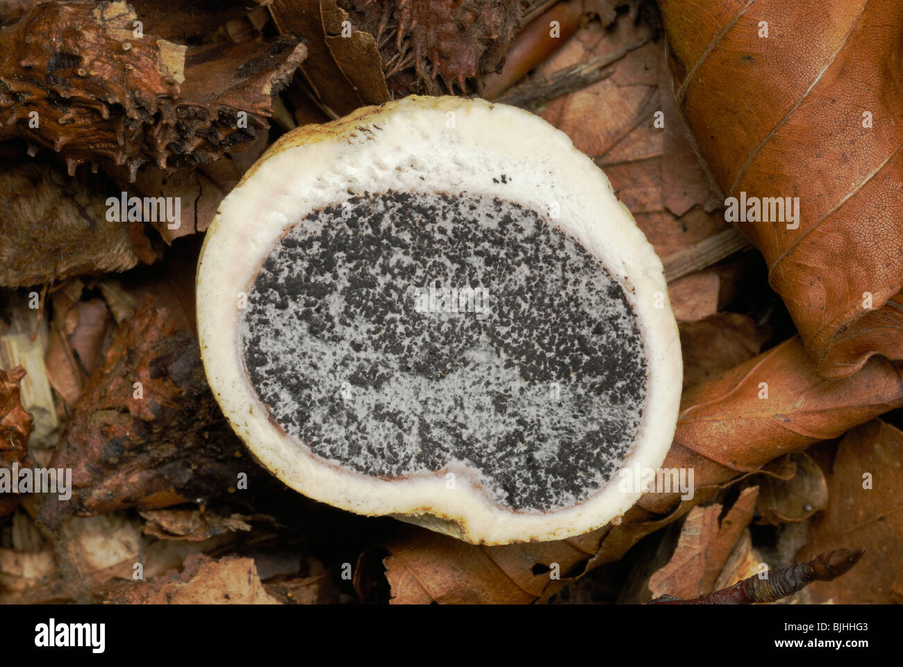 Sfera di terra comune, Schleroderma citrinum, tagliata per mostrare massa di spore all'interno della crosta esterna, Galles, Regno Unito. Foto Stock