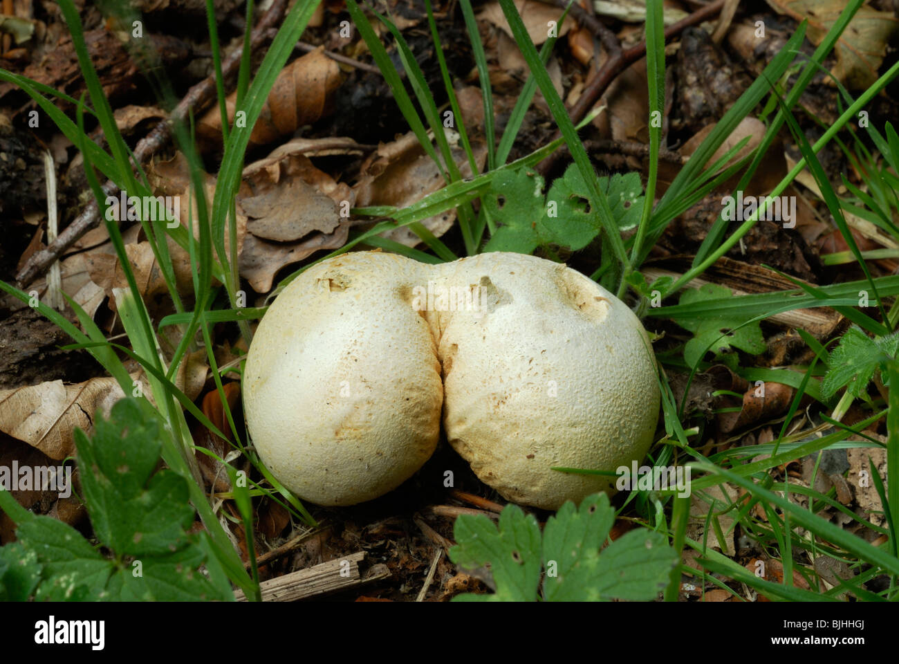 Messa a terra comune sfera, Schleroderma citrinum, Wales, Regno Unito. Foto Stock