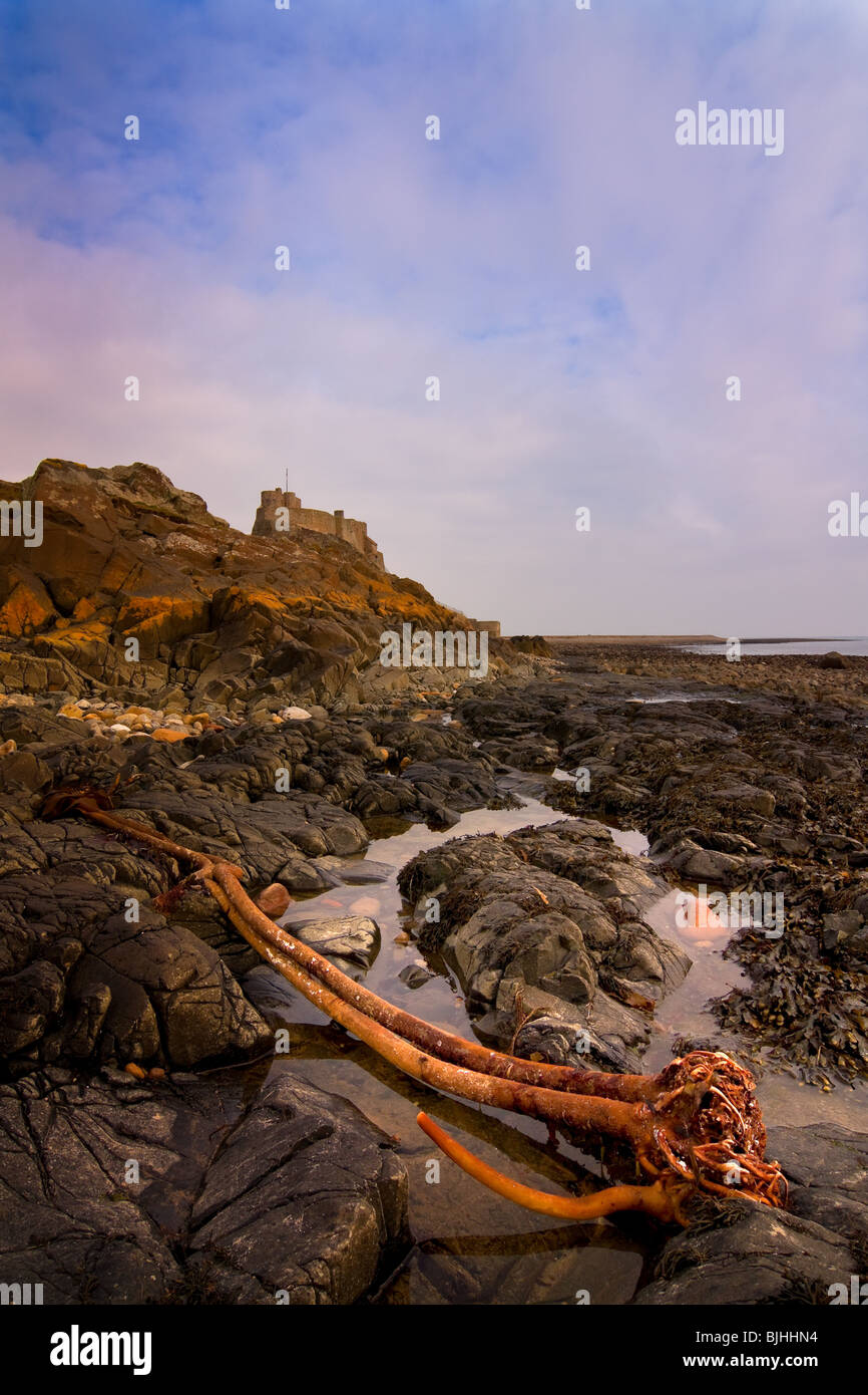 Lindisfarne meglio conosciuto come Isola Santa sul robusto Northumbrian costa. Foto Stock