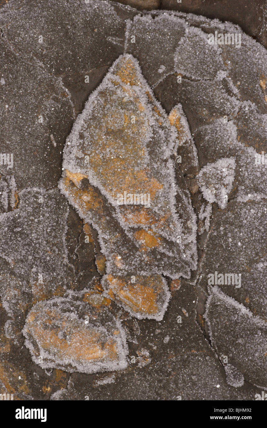 Frosty Kimmeridge shale, con il lichen. Baia di Kimmeridge Dorset. Gennaio. Foto Stock