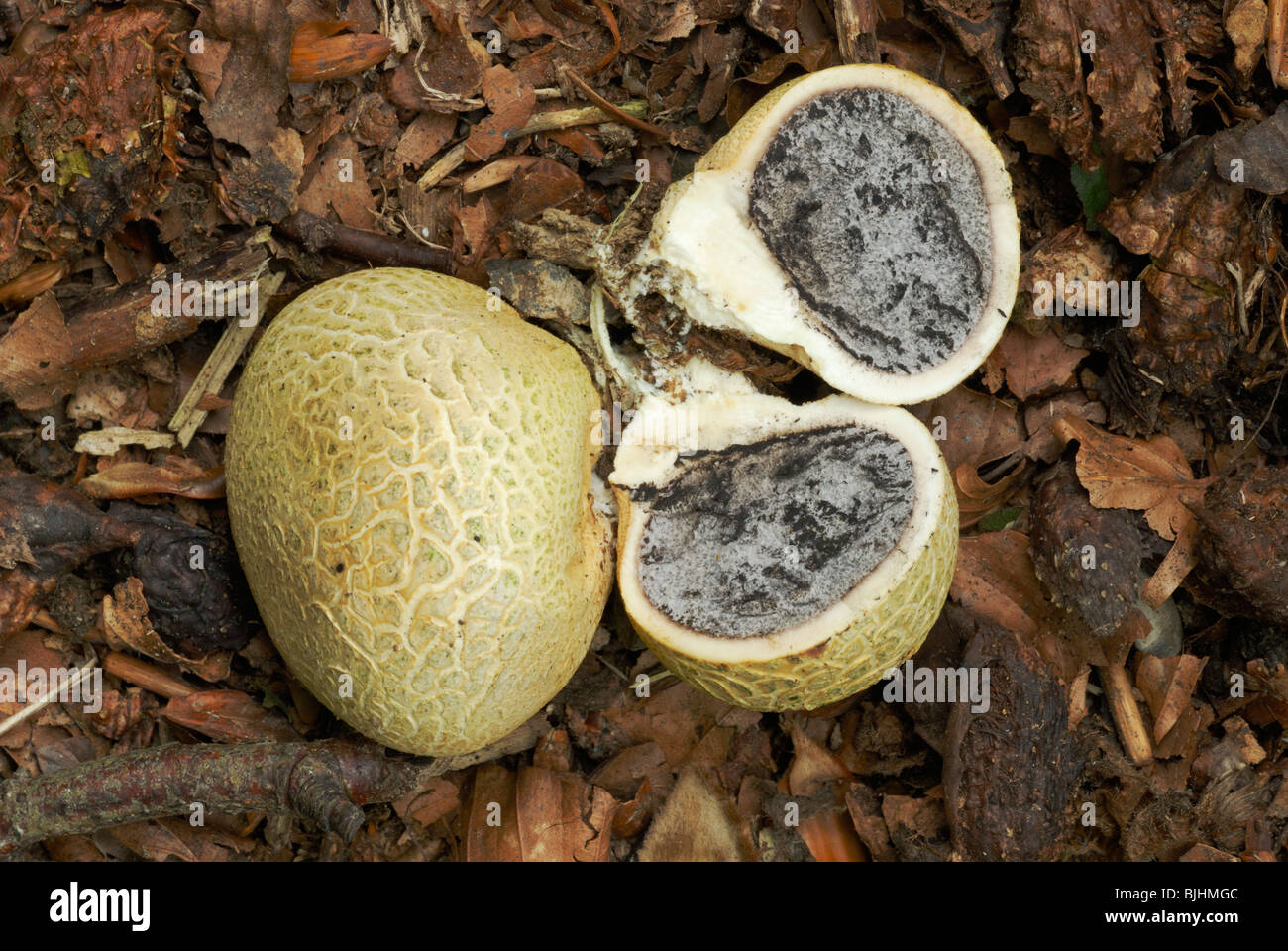 Sfera di terra comune, Schleroderma citrinum, tagliata per mostrare massa di spore all'interno della crosta esterna, Galles, Regno Unito. Foto Stock