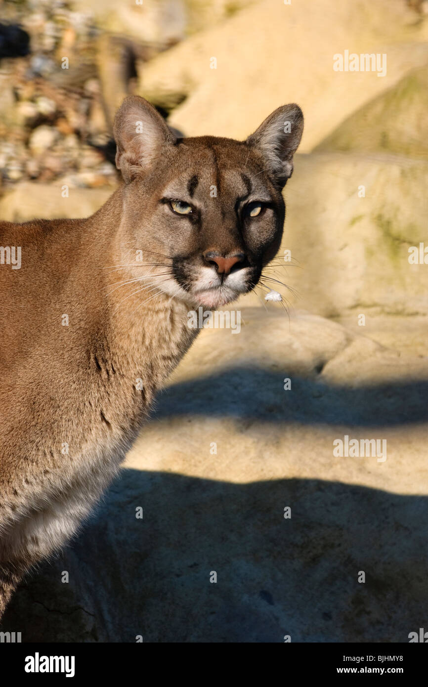 Femmina Leone di montagna aka aka Puma Cougar presi in condizioni controllate presso la flora e fauna del patrimonio della Fondazione. Foto Stock
