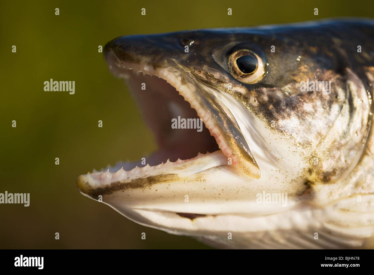 Trota di lago con bocca aperta Foto Stock