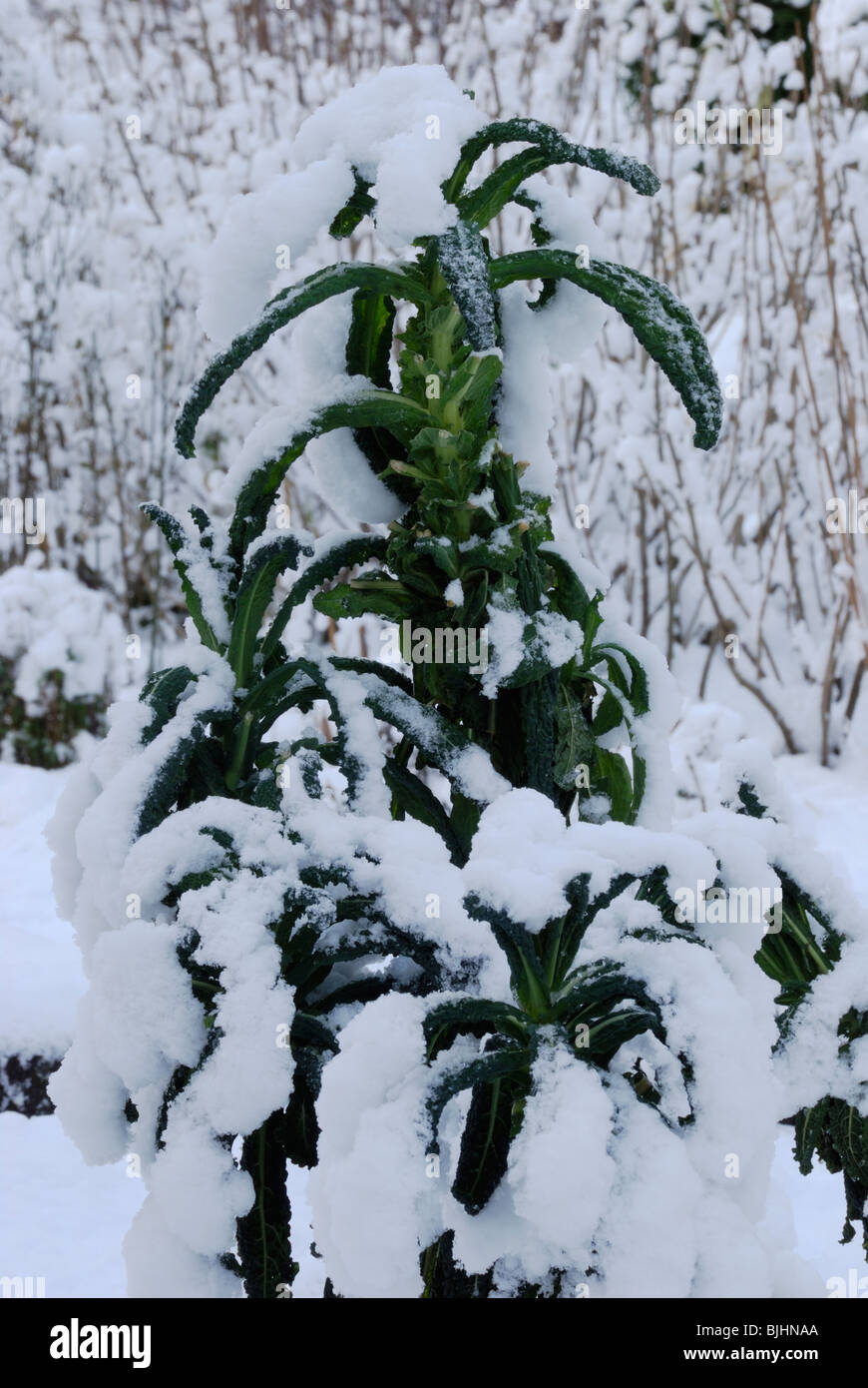 Brassica oleracea var. acephala, Kale, Nero di Toscana, nella neve. Foto Stock