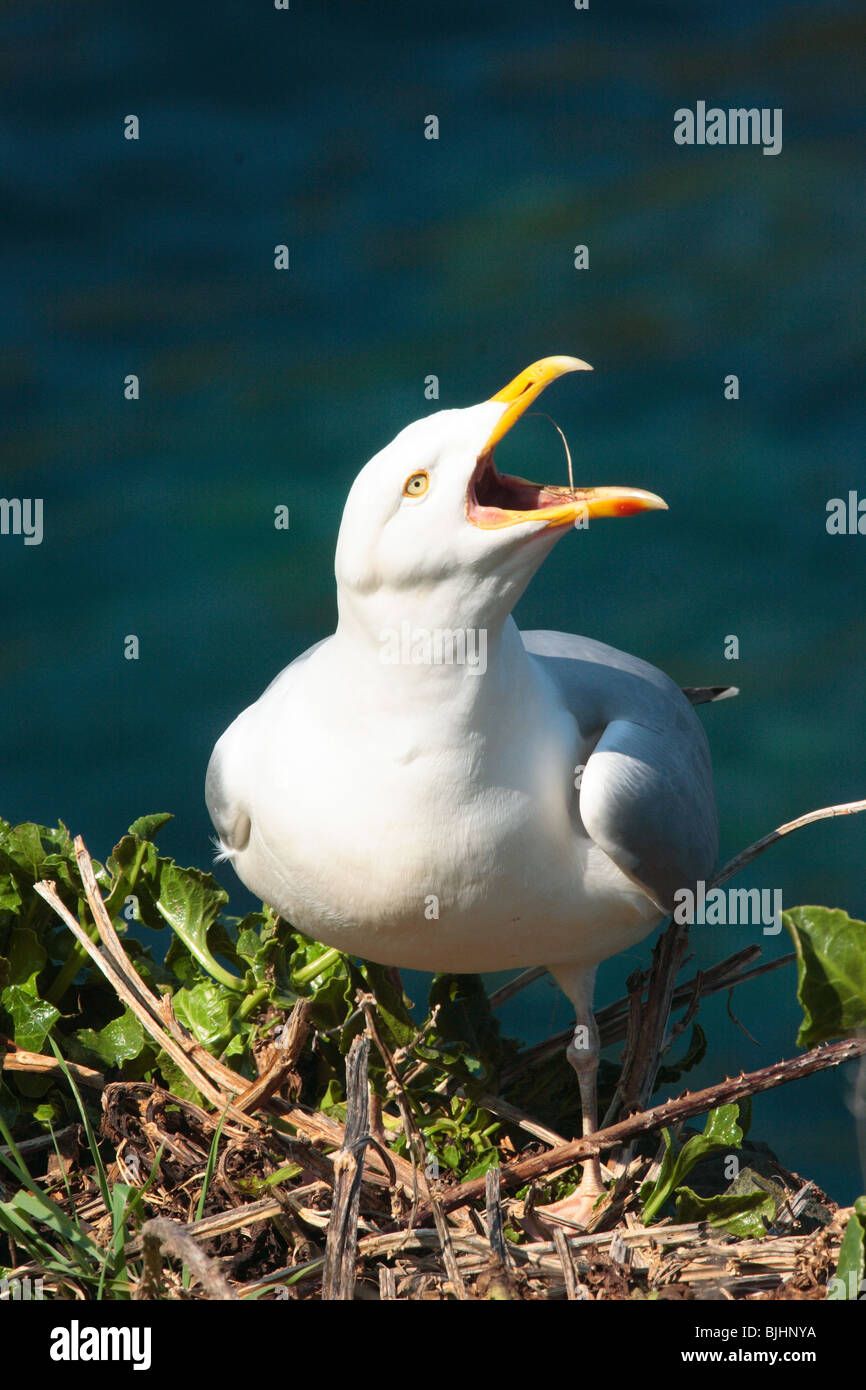 Aringa gabbiano, Larus argentatus. Costruire il nido sulla scogliera. Port issac Cornwall, Agosto. Foto Stock