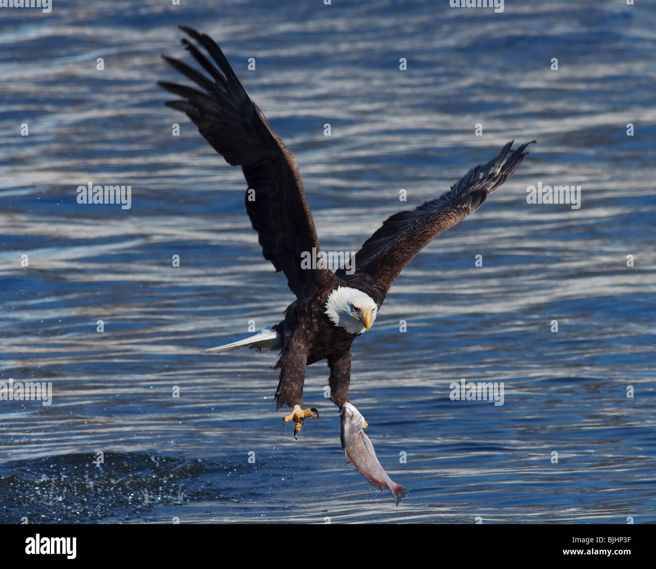 Una matura aquila calva pescare un pesce dal fiume Mississippi. Foto Stock