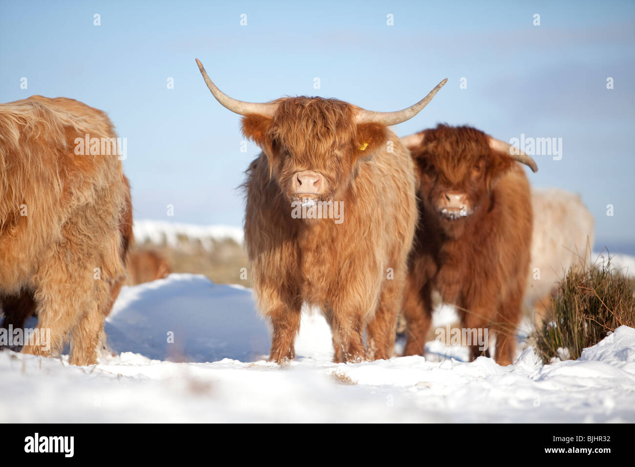 Highland bovini nella neve presa sul bordo Baslow nel Parco Nazionale di Peak District Foto Stock