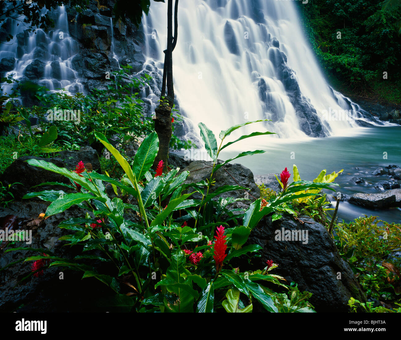 Lo zenzero fiorisce e Kepirohi Falls, lsland di Pohnpei, Stati Federati della Micronesia, Oceano Pacifico Foto Stock
