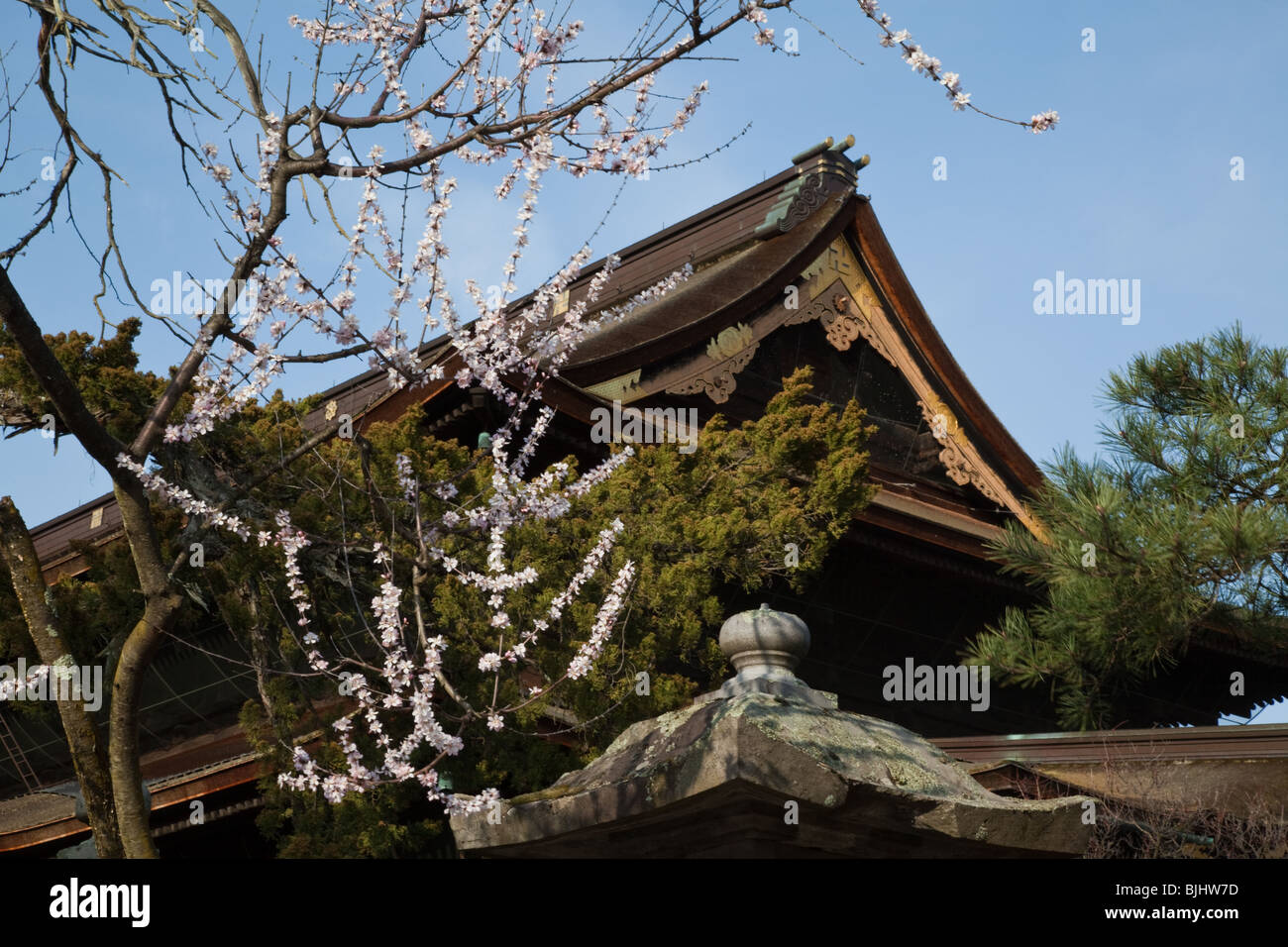 Sakura al Tempio Zenkoji - costruita nel VII secolo e la città di Nagano fu costruito intorno ad esso. Foto Stock