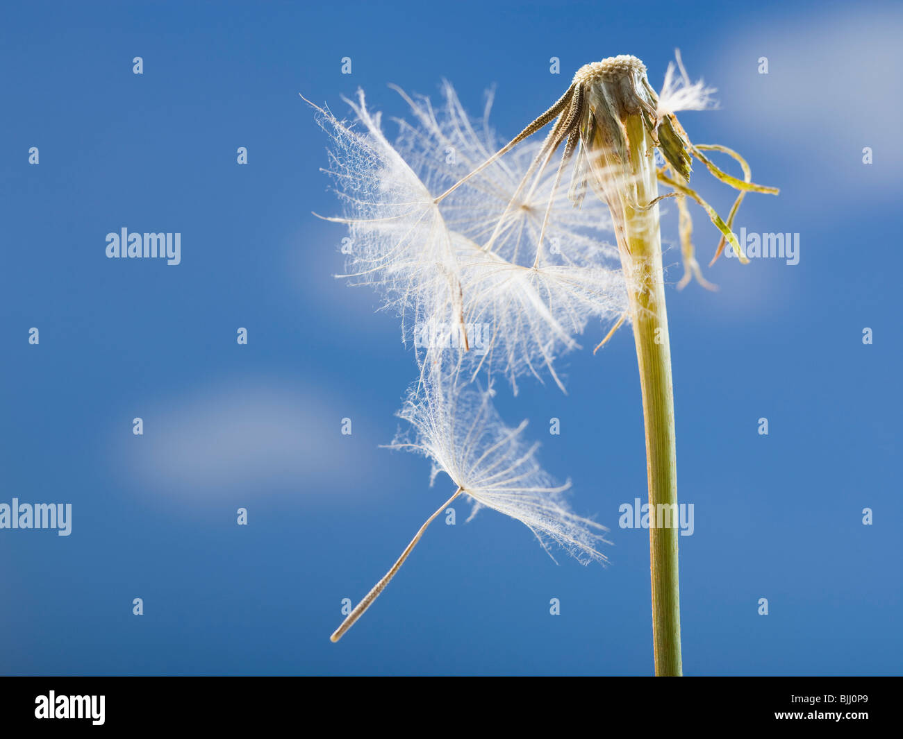 Seme di tarassaco e lo stelo con cielo blu Foto Stock