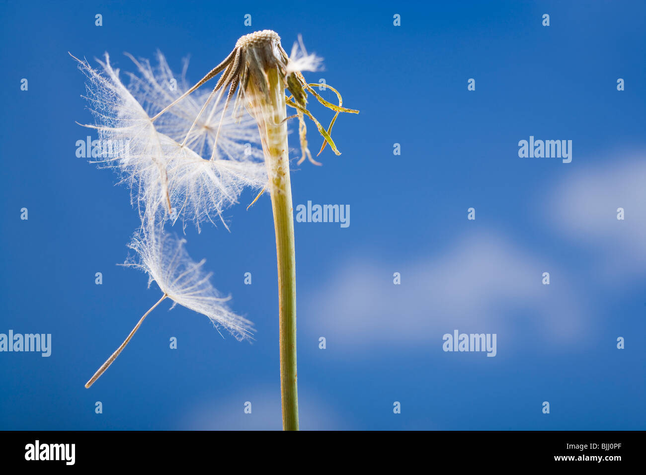 Seme di tarassaco e lo stelo con cielo blu Foto Stock