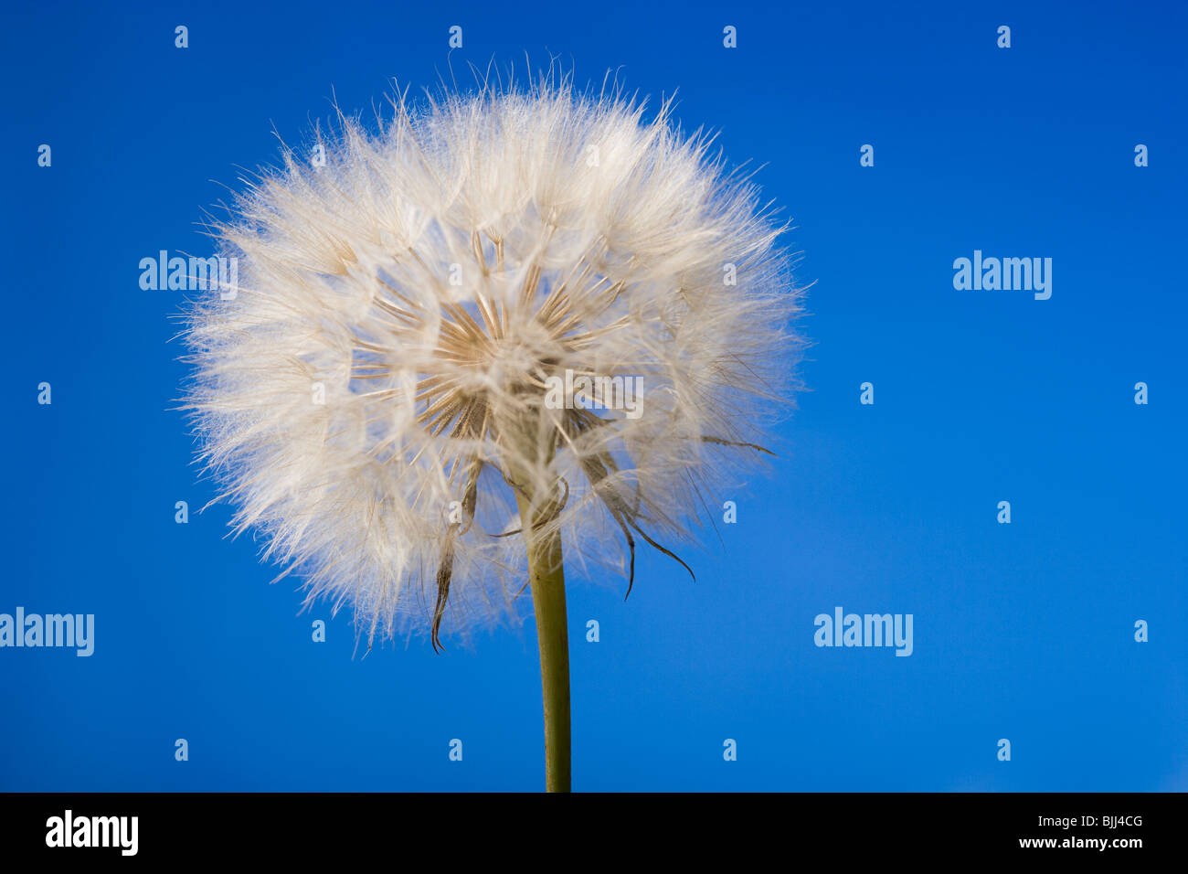 Vista dettagliata di tarassaco con cielo blu Foto Stock