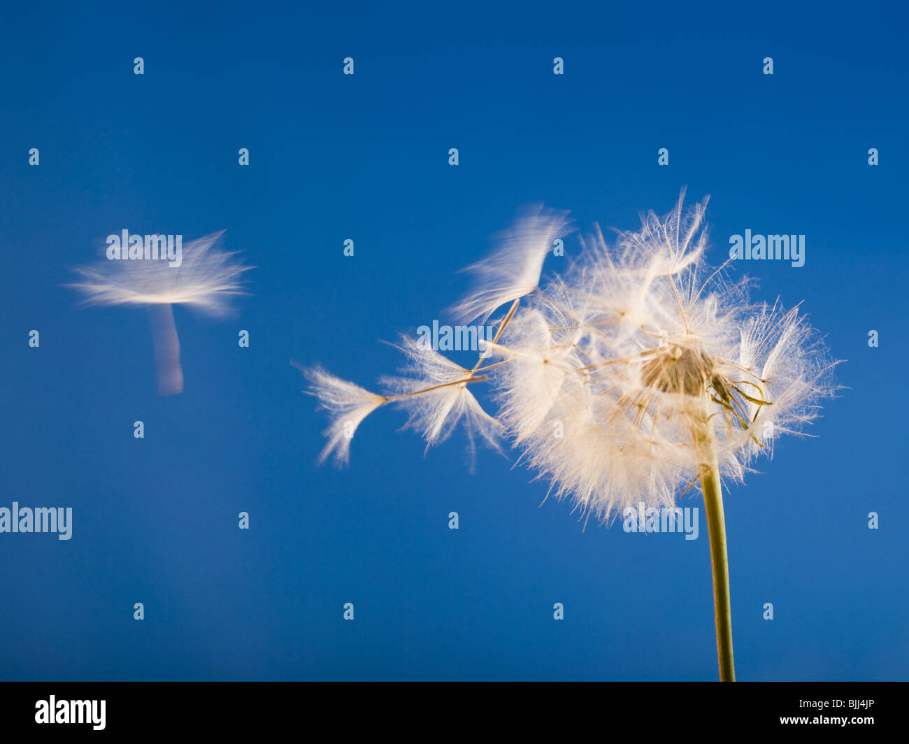 Vista dettagliata del seme di tarassaco con cielo blu Foto Stock