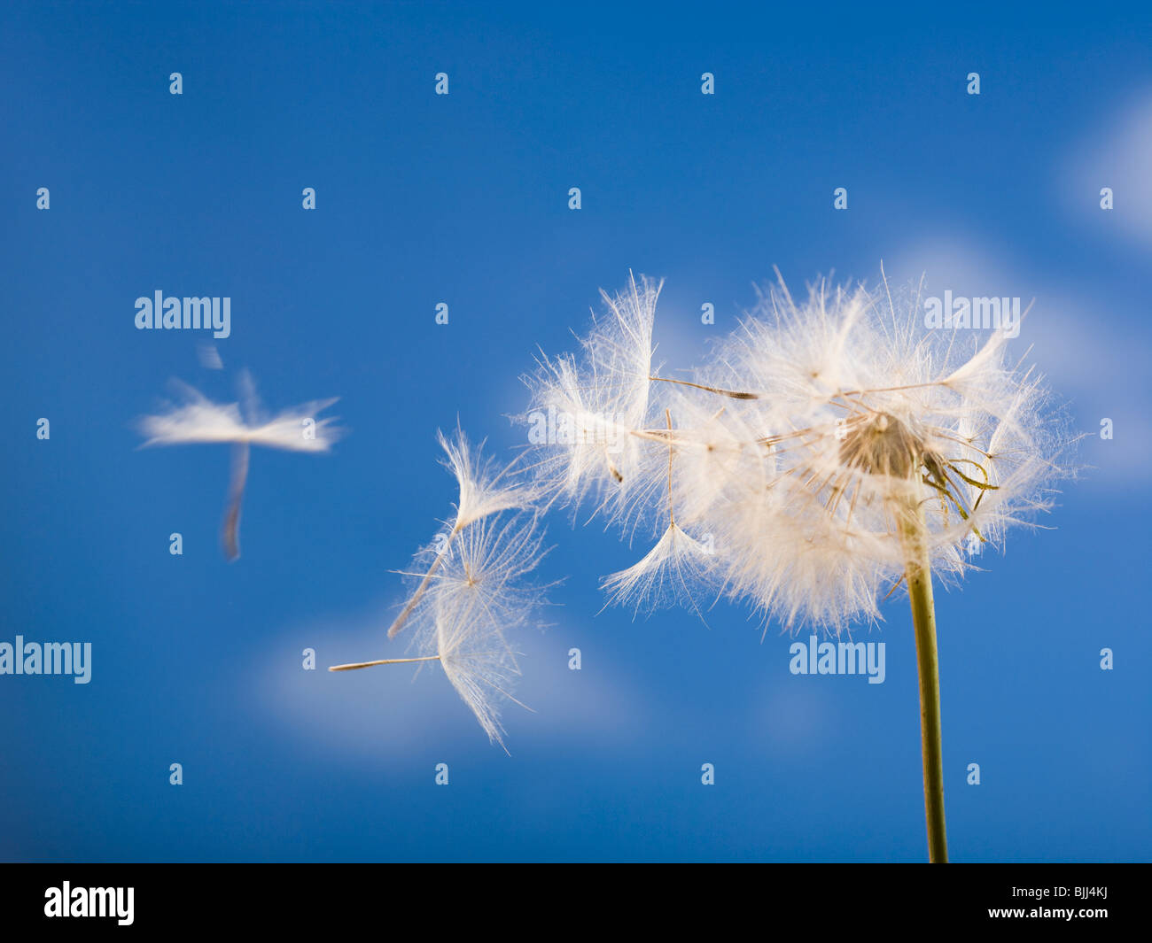 Vista dettagliata del seme di tarassaco con cielo blu Foto Stock