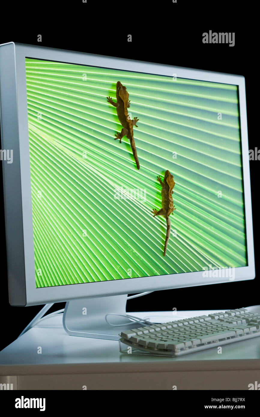 Il monitor di un computer con le lucertole Foto Stock