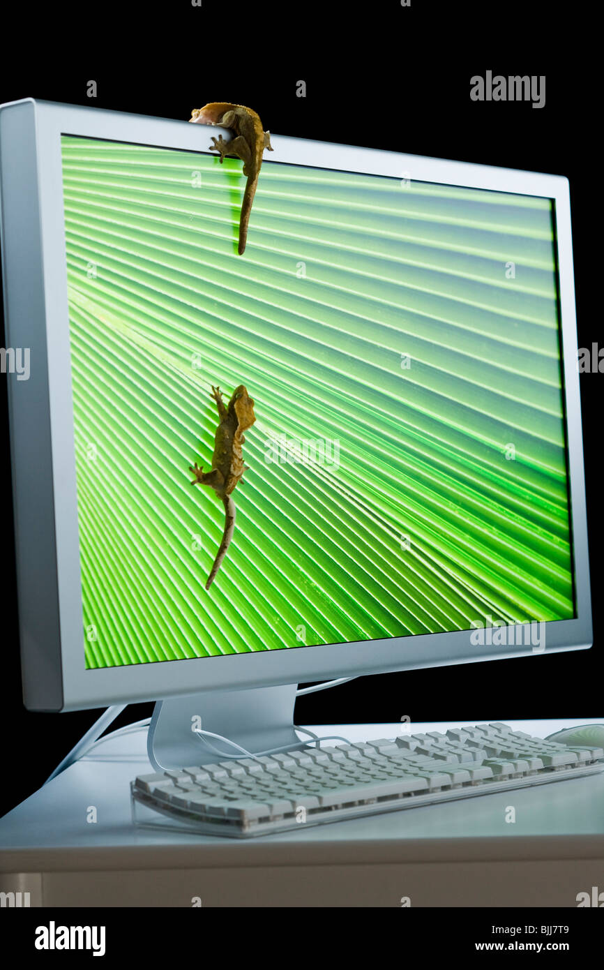 Il monitor di un computer con le lucertole Foto Stock