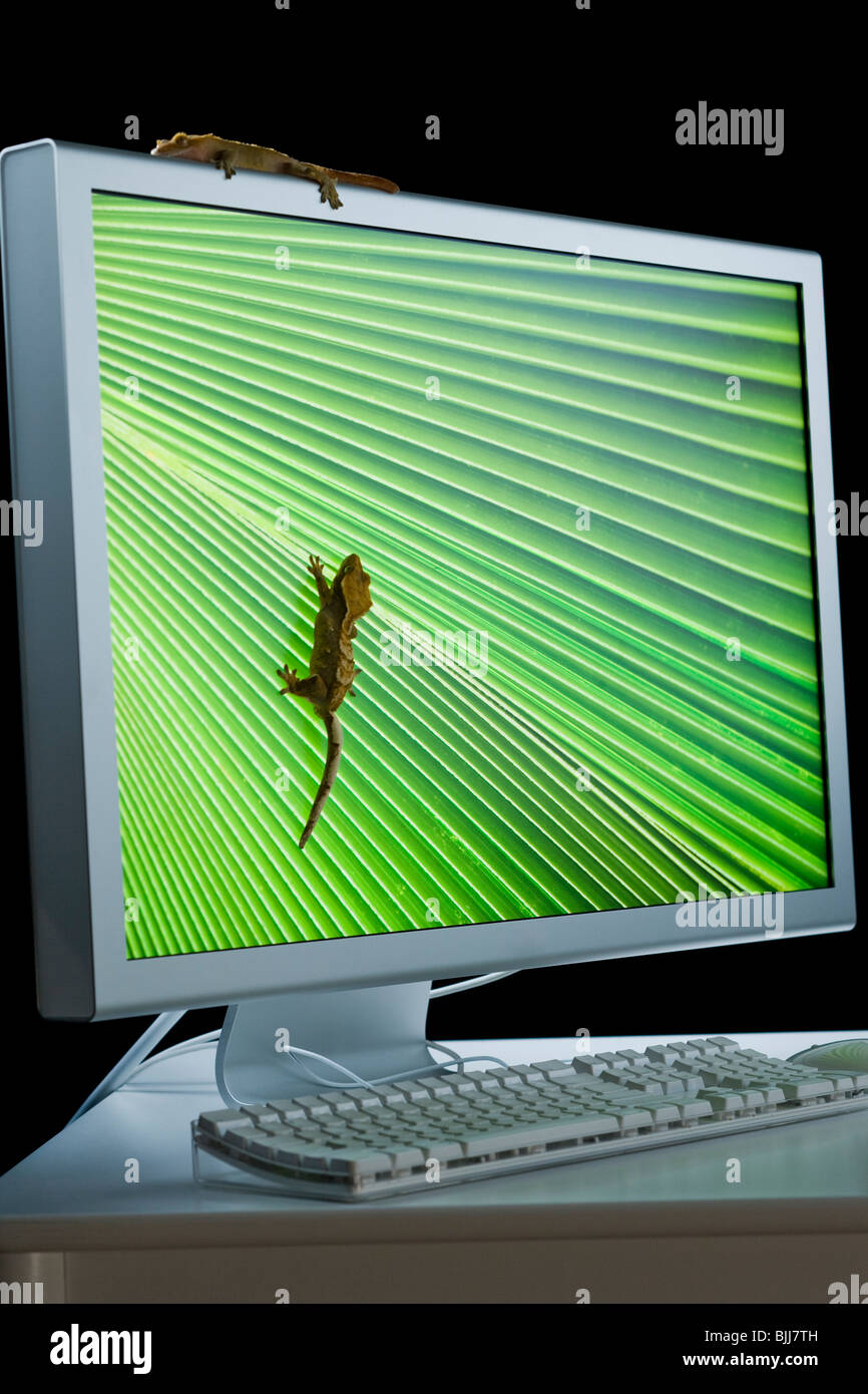 Il monitor di un computer con le lucertole Foto Stock