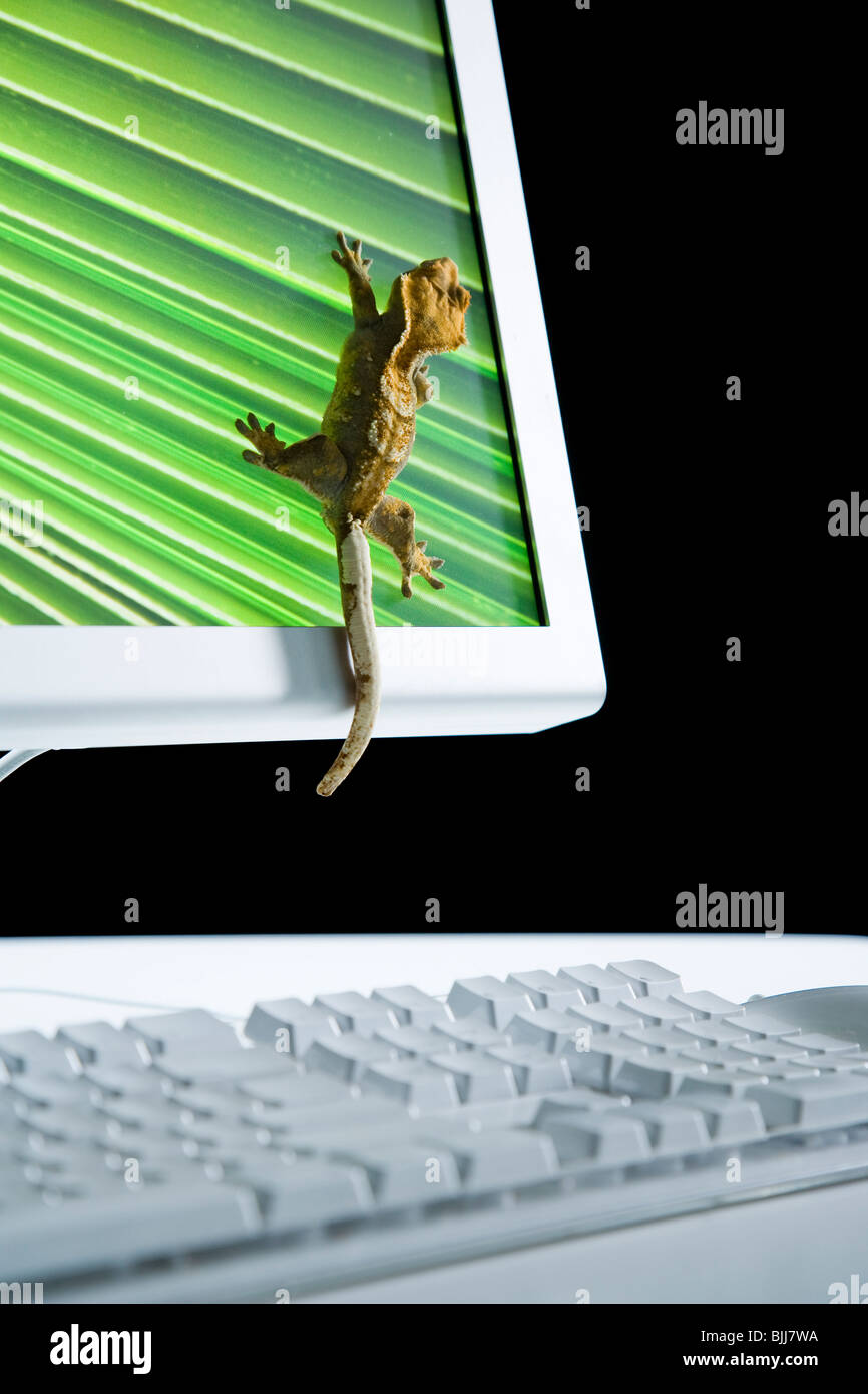 Il monitor di un computer con le lucertole Foto Stock