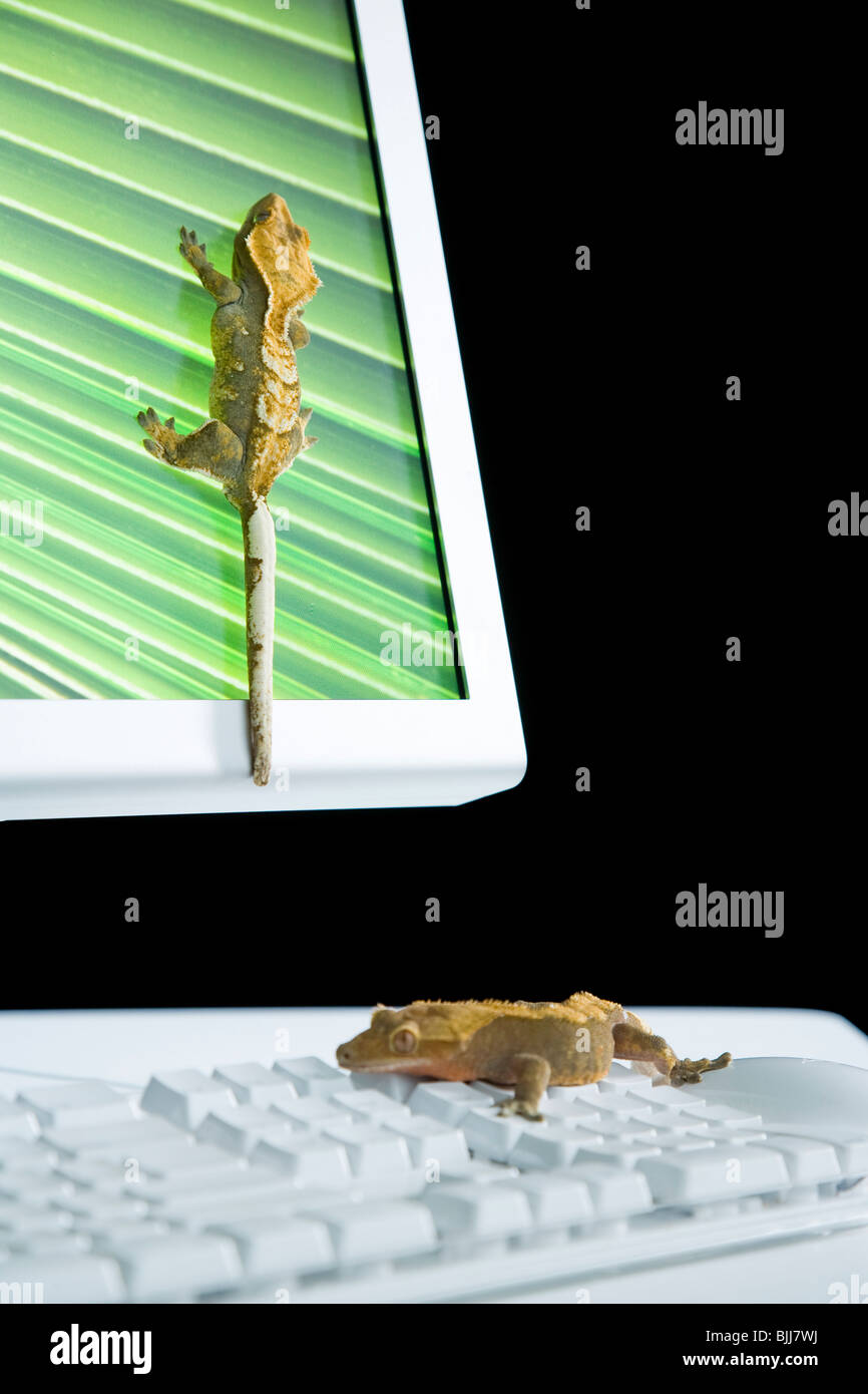 Il monitor di un computer con le lucertole Foto Stock