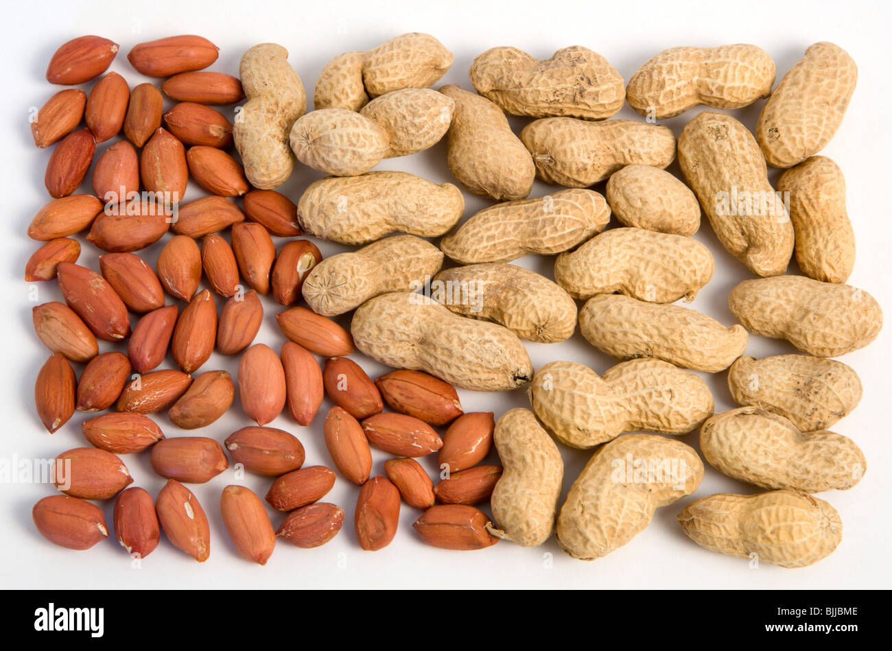 Stati Uniti d'America, alimentari, frutta a guscio, arachidi noccioline e  kernel o gusci su uno sfondo bianco Foto stock - Alamy