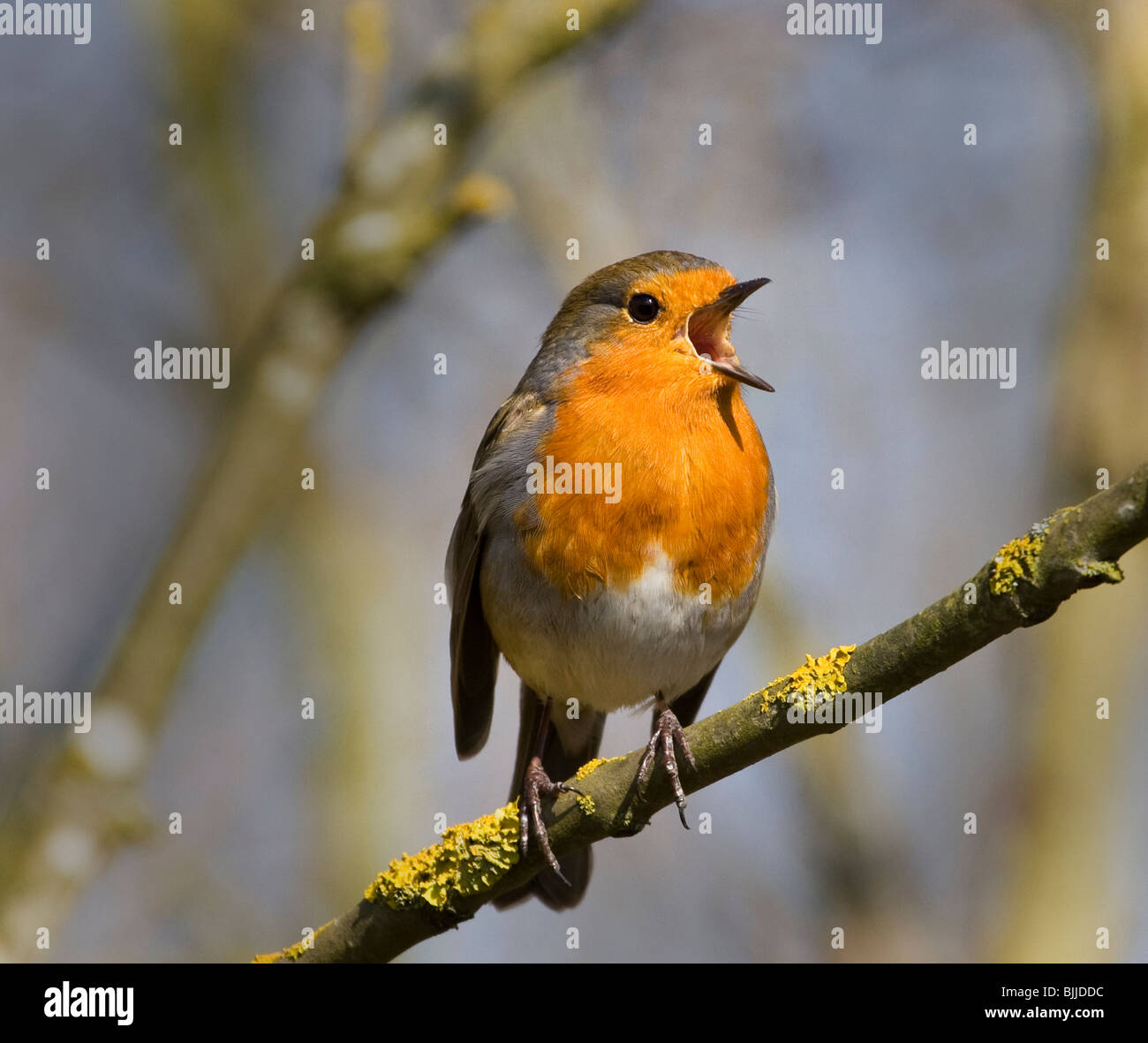 Canto di Robin Foto Stock