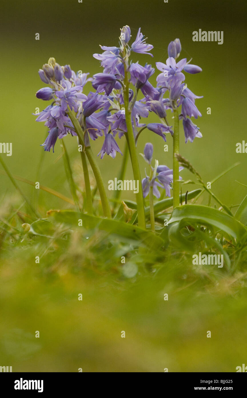 Spagnolo (Bluebell Hyacinthoides hispanica) Foto Stock