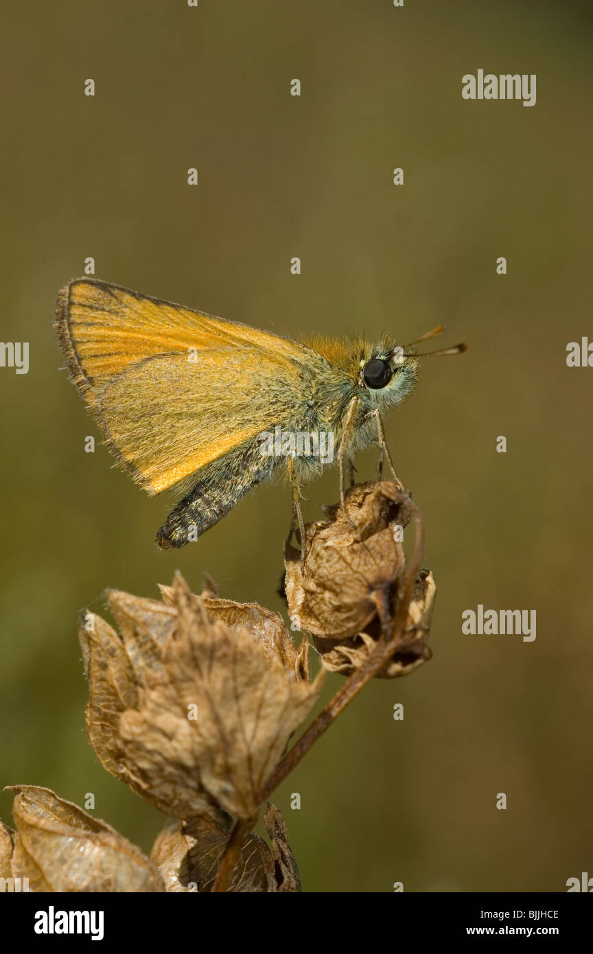 Piccola Skipper butterfly (Thymelicus sylvestris) Foto Stock