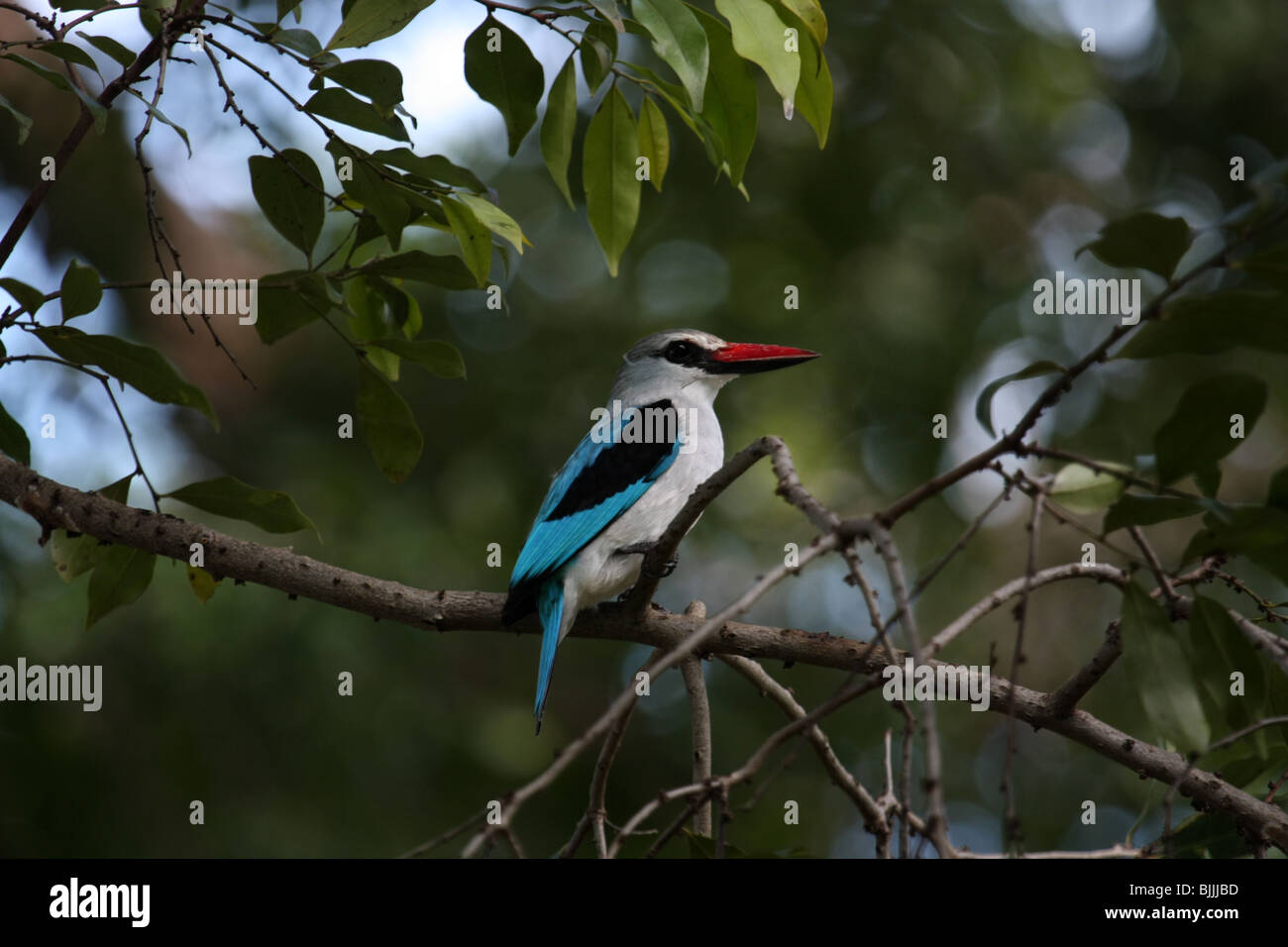 Woodland Kingfisher Foto Stock