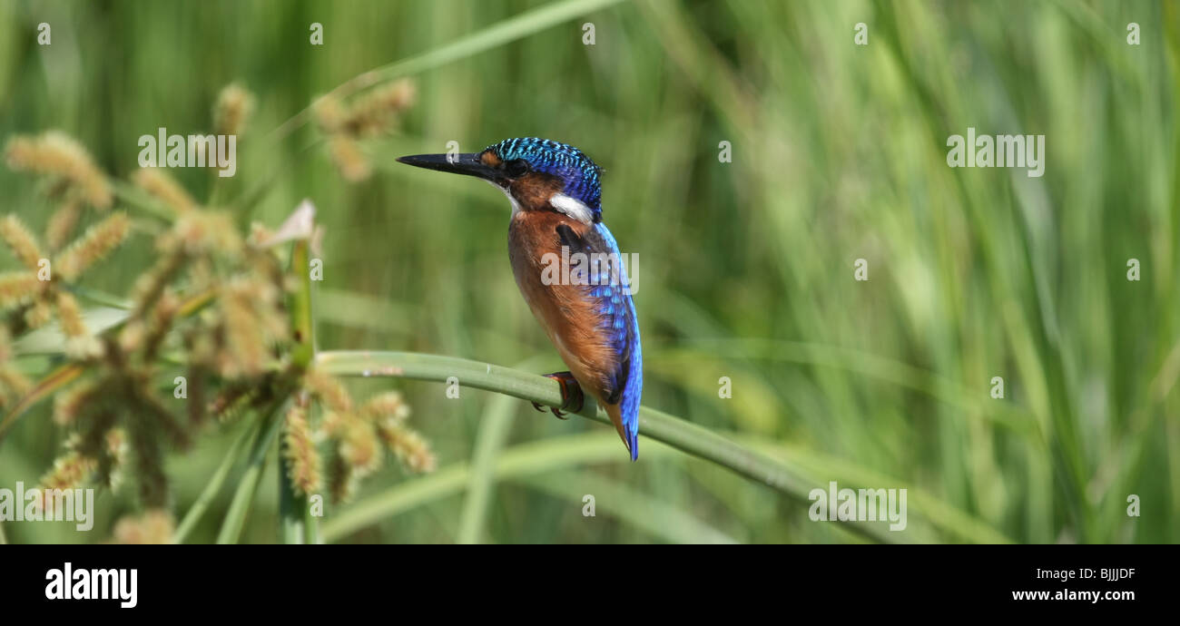 Malachite Kingfisher. Foto Stock