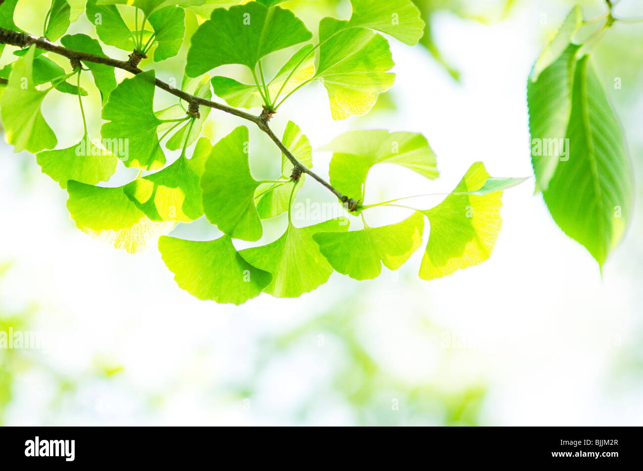 La luce del sole che splende attraverso rami verdi di un ginkgo tree Foto Stock