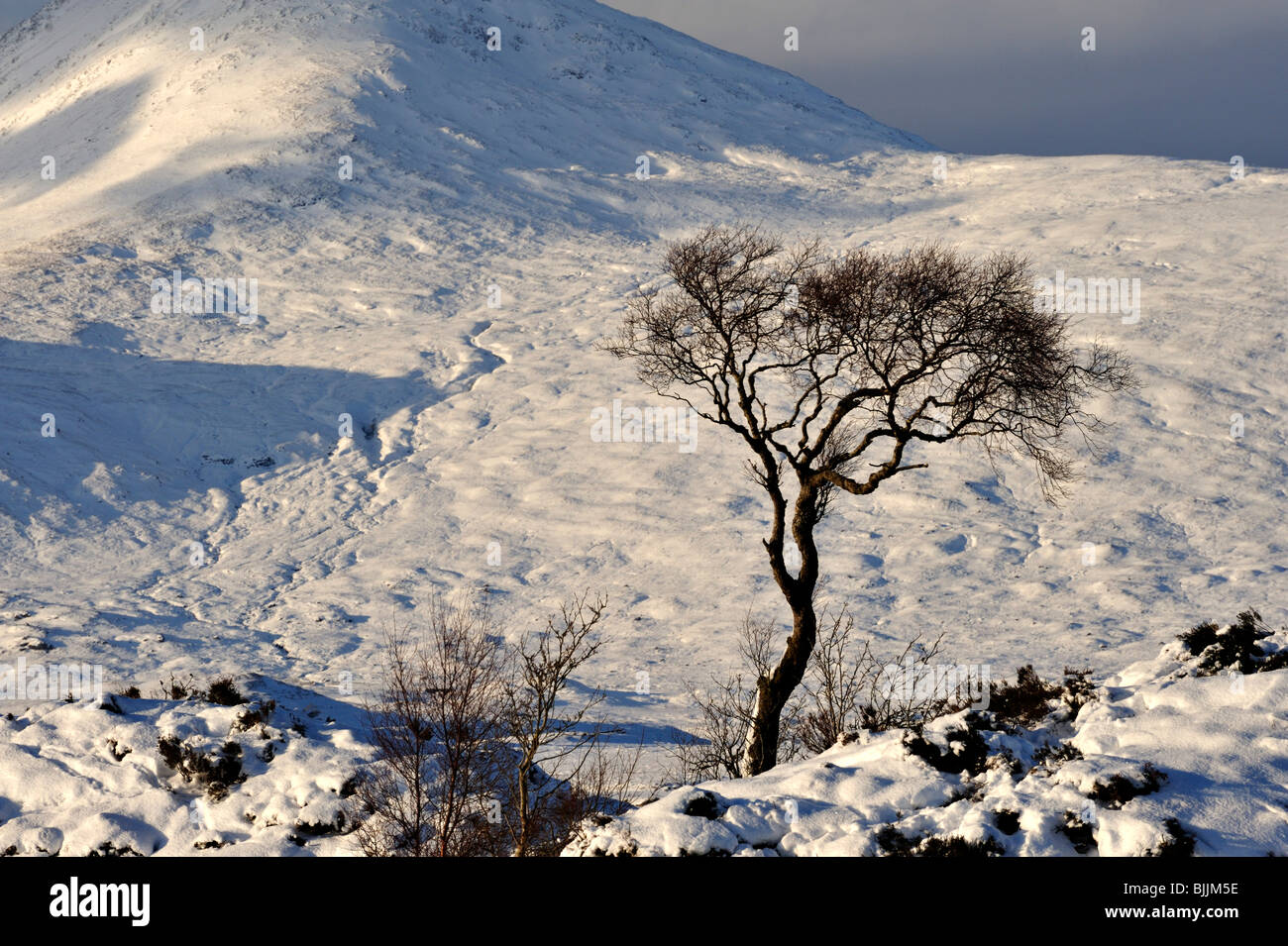 Lone Tree stagliano contro sfondo innevato delle montagne e il cielo scuro Foto Stock