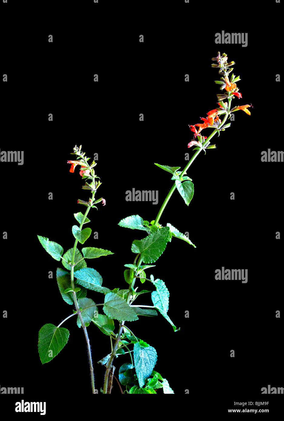 Rosso Salvia tropicale, Salvia Coccinea, Parete Spring Park, Florida Foto Stock