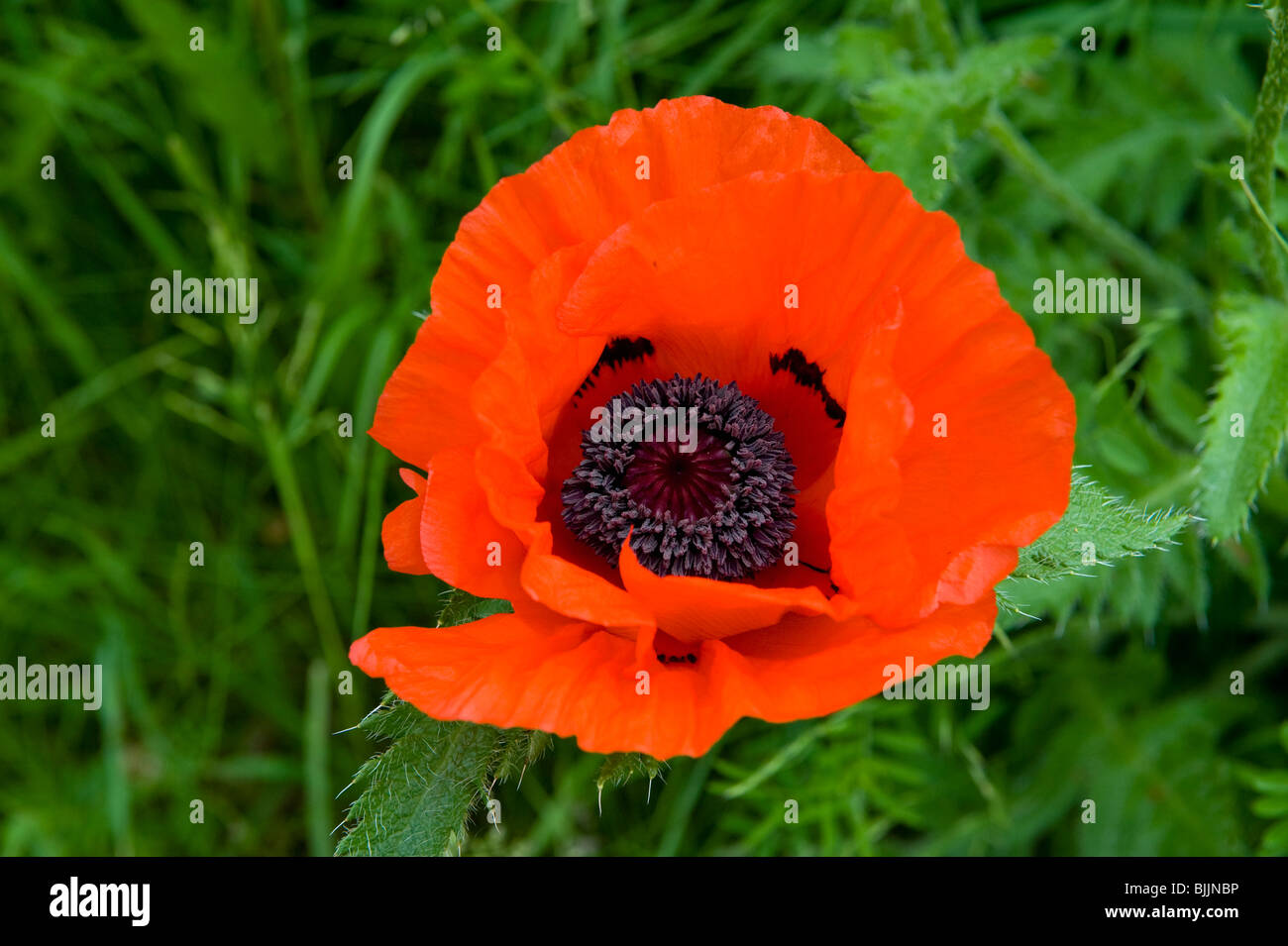 Comune di papavero, Papaver rhoeas, noto anche come il mais papavero, campo papavero, Fiandre o di papavero rosso papavero, Shropshire, Inghilterra Foto Stock