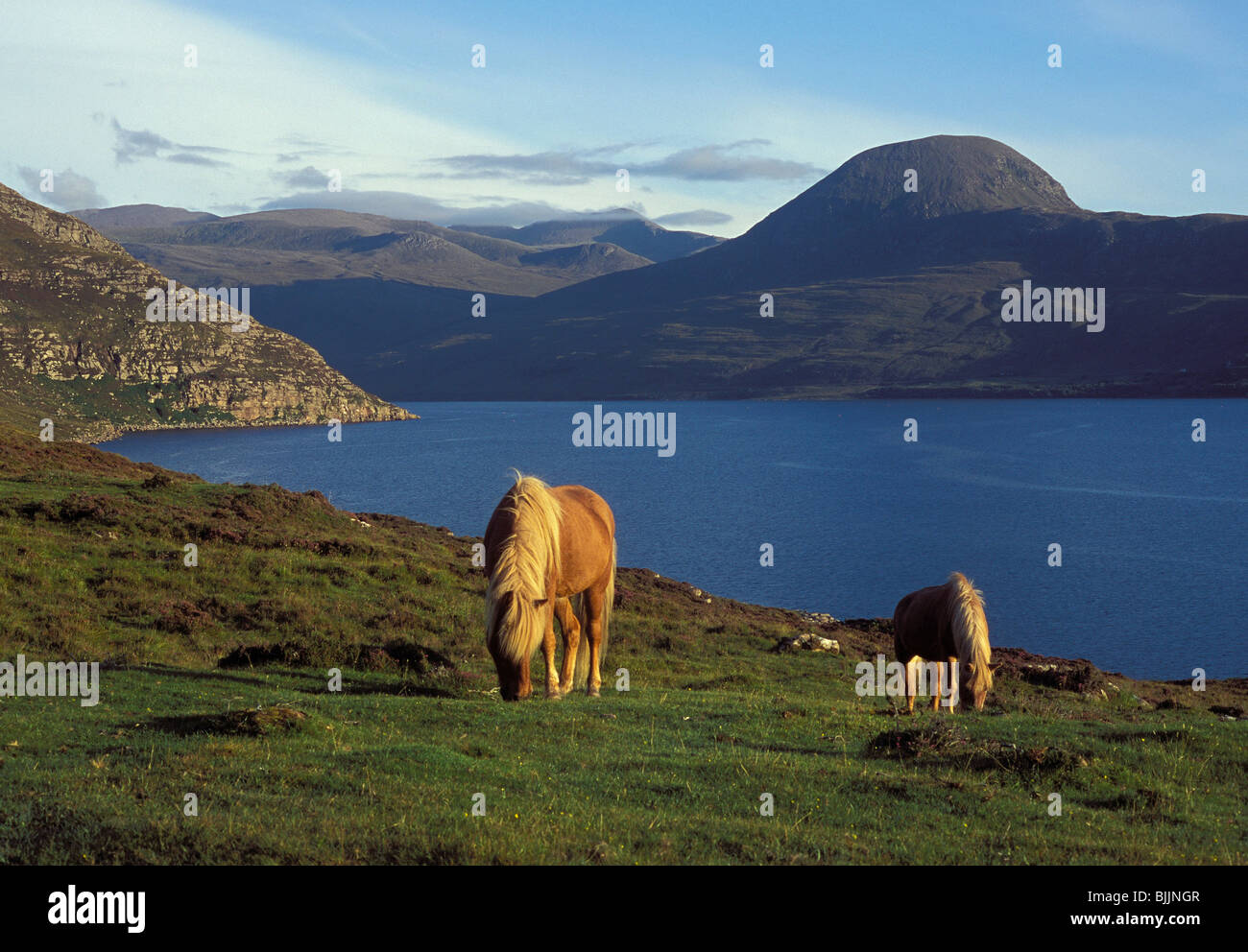 Pony pascolo a Scoraig da poco Loch Ginestra e vela Mhor vicino a Ullapool, Wester Ross Foto Stock