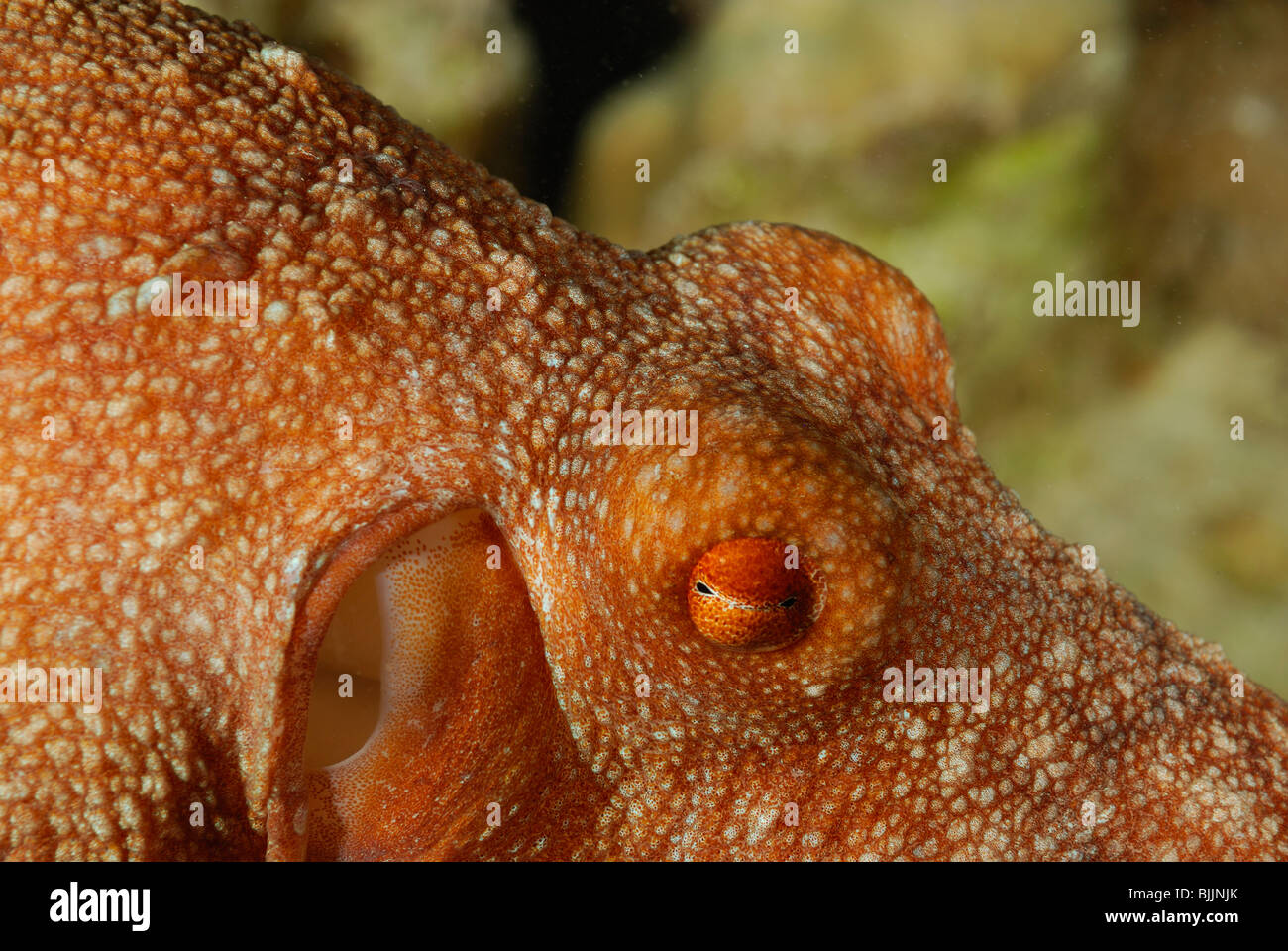 Comune polpo reef del Mar Rosso, off Hurghada, Egitto. Foto Stock