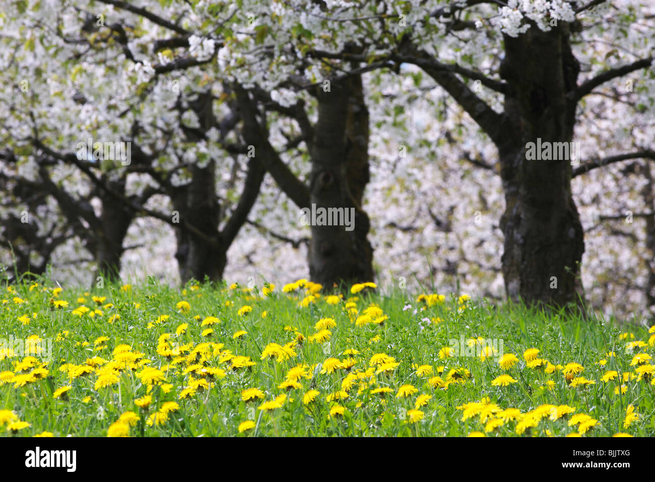 Ciliegi fioriti nel Baselbiet, Svizzera, Europa Foto Stock