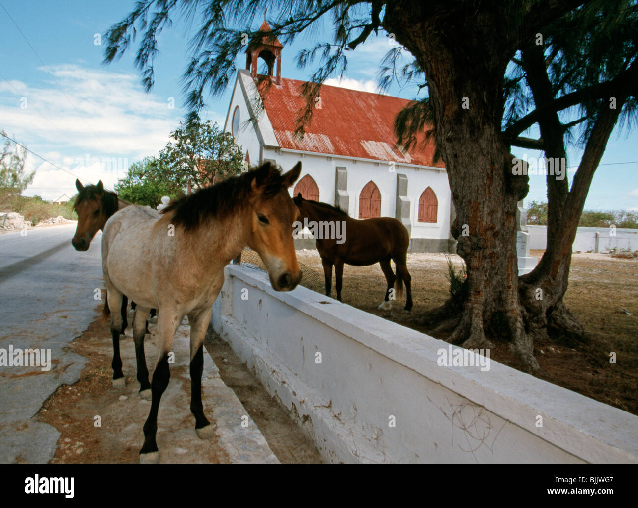 Turks & Caicos, South Caicos, cavalli riposare all'ombra sul lato della strada Foto Stock