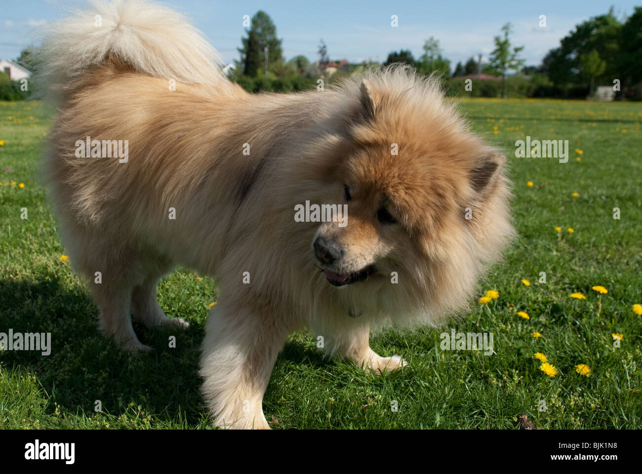 Un marrone eurasier cane sul prato guardando qualcosa di lontano Foto Stock